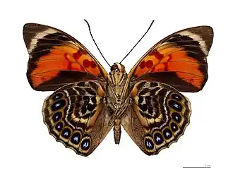 P. claudina (ex Agrias claudina) macho, vista inferior.