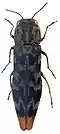 Agrilus auroapicalis
