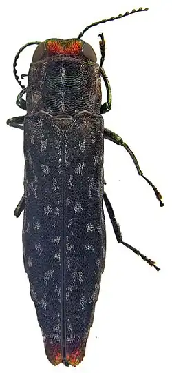 Holótipo de Agrilus picturatus.