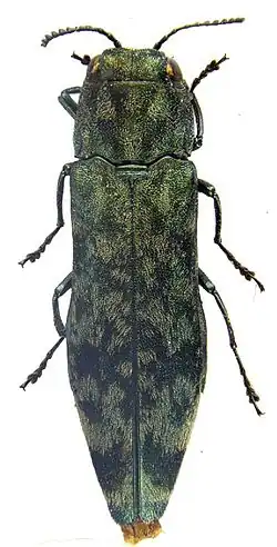 Holótipo de Agrilus pluvius.