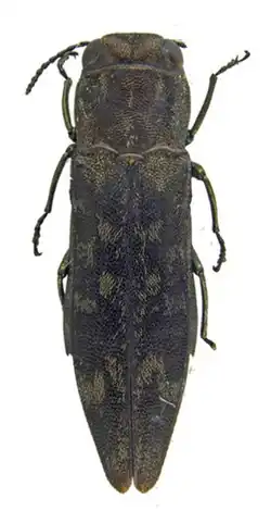 Holótipo de Agrilus samoensis.
