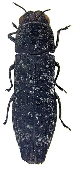 Holótipo de Agrilus tesselatus.