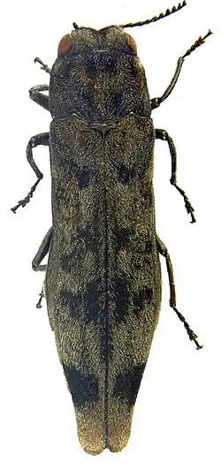 Holótipo de Agrilus umrongso.