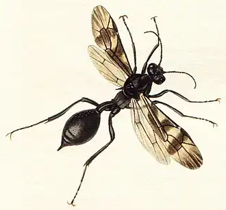 Agriotypus armatus