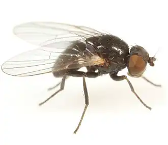 Agromyza parvicornis