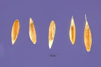 sementes de Agrostis clavata