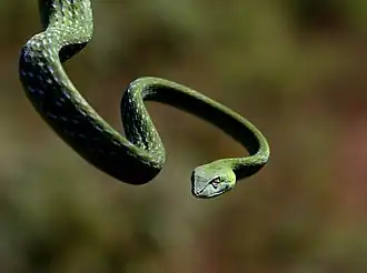 Em Tadiandamol, Karnataka, Índia