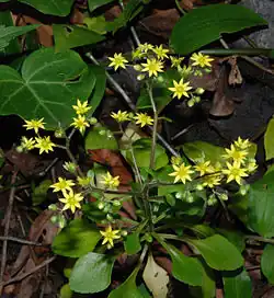 Aichryson punctatum.