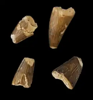 Dentes atribuídos a Aigialosuchus encontrados na bacia de Kristianstad&nbsp;[en]