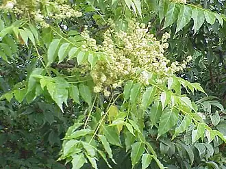 Ailanthus altissima