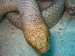 Serpente-marinha-oliva, Aipysurus laevis