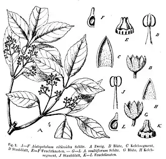 Ilustração taxonômica de Aistopetalum viticoides