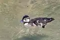 Um filhote de pato-carolino.