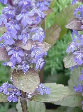 Ajuga reptans