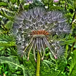 Aquénios de Taraxacum&nbsp;sp.