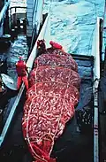 8 short tons (7,3&nbsp;t) of Alaska pollock in a net on a trawler's deck