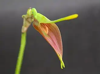 Alaticaulia vargasii