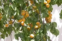 Pé de damasco em Málaga