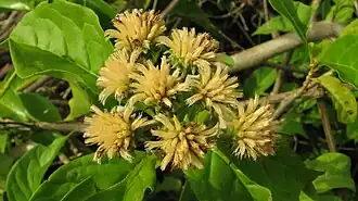 Albertinia brasiliensis