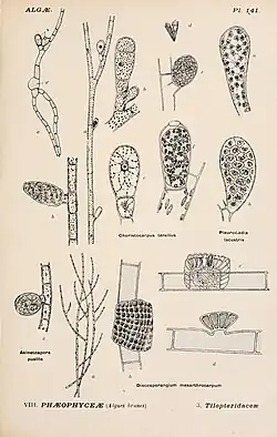 Discosporangium mesarthrocarpum (em baixo à direita) e Choristocarpus tenellus (acima ao centro). Ilustrações de Album général des Cryptogames, pl. 141.