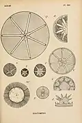 Diatomáceas marinhas (ilustração de Ernst Haeckel, 1825).