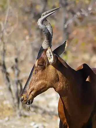 Vaca-do-mato (Alcelaphus buselaphus) em Etosha, na Namíbia