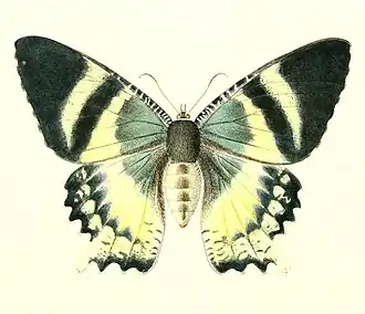 A. orontes, vista superior, em gravura retirada do livro Neue Schmetterlinge der Insekten-Sammlung des Königl. Zoologischen Musei der Universität zu Berlin, de Friedrich Klug, publicado em 1856. A mesma gravura possui ilustração de A. metaurus[1]