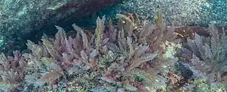 Asparagopsis armata.