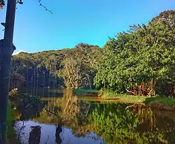 Imagem do Parque Municipal de Maceió, com um lago (em primeiro plano) rodeado de árvores (ao fundo).