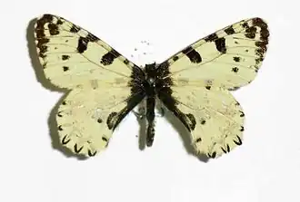 Allancastria cretica