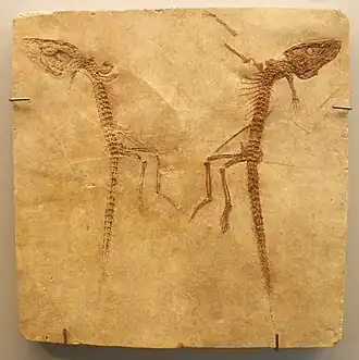 Alligatorellus beaumonti no Instituto Real Belga de Ciências Naturais&nbsp;[en].