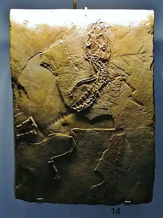 Fóssil de A. meyeri