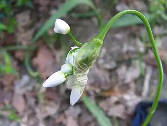 Inflorescência, envolta em bráctea, de alho-rosado