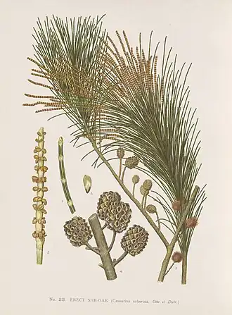 Allocasuarina littoralis.