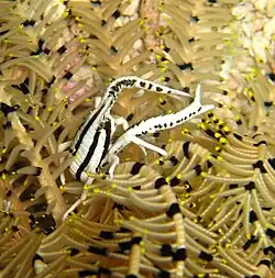 Allogalathea elegans