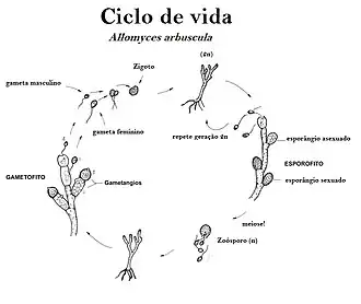Ciclo de vida de Allomyces