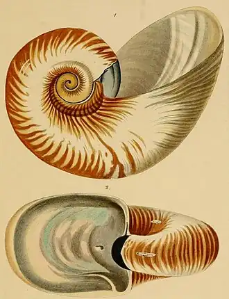 Ilustração de Allonautilus scrobiculatus retirada de obra do século XIX: Systematisches Conchylien-Cabinet.