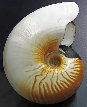 Concha de A. scrobiculatus.