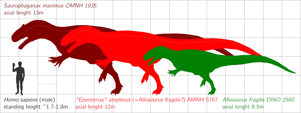 Ilustração comparando o tamanho de um humano com três espécies de dinossauro, indo do maior para o menor, Saurophaganax maximus, Epanterias amplexus e Allosaurus fragilis.