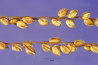 Alloteropsis cimicina (sementes)