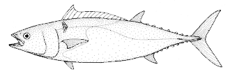 Allothunnus fallai