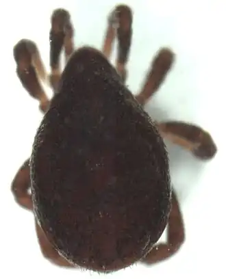 Allothyridae sp.
