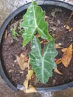 Alocasia sanderiana.