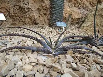 Aloe compressa var. rugosquamosa