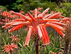 Os distintos cachos de flores de topo plano da Aloe maculata são uma das formas mais seguras de identificar esta planta.