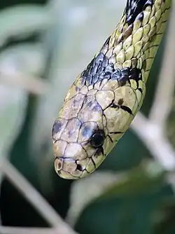 Caninana Spilotes pullatus