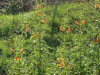 Alonsoa meridionalis