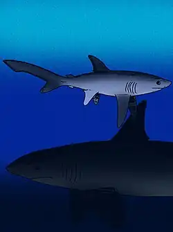 Restauração de Alopias grandis (acima) e Carcharocles megalodon (abaixo)