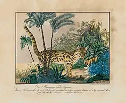 Nome popular: Gato-do-mato – Nome científico: Leopardus guttulus – Flagado por armadilha fotográfica em 2020