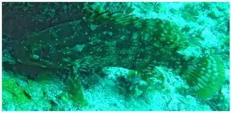 Espécime avistado em 2013